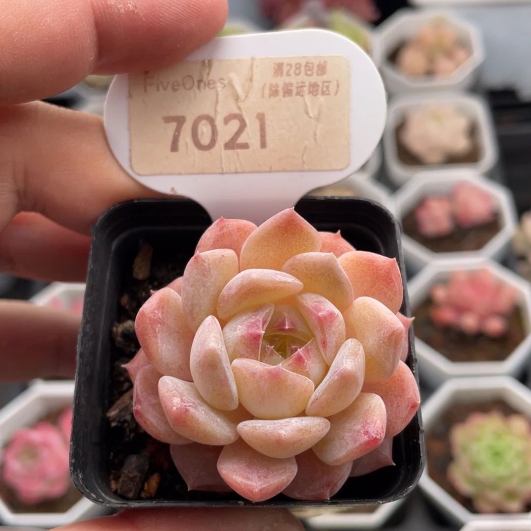 果冻珊瑚7021-4.5厘米