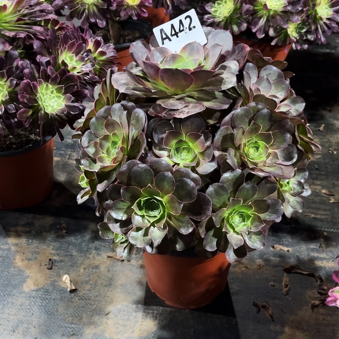 多肉植物媚金玫瑰442多肉