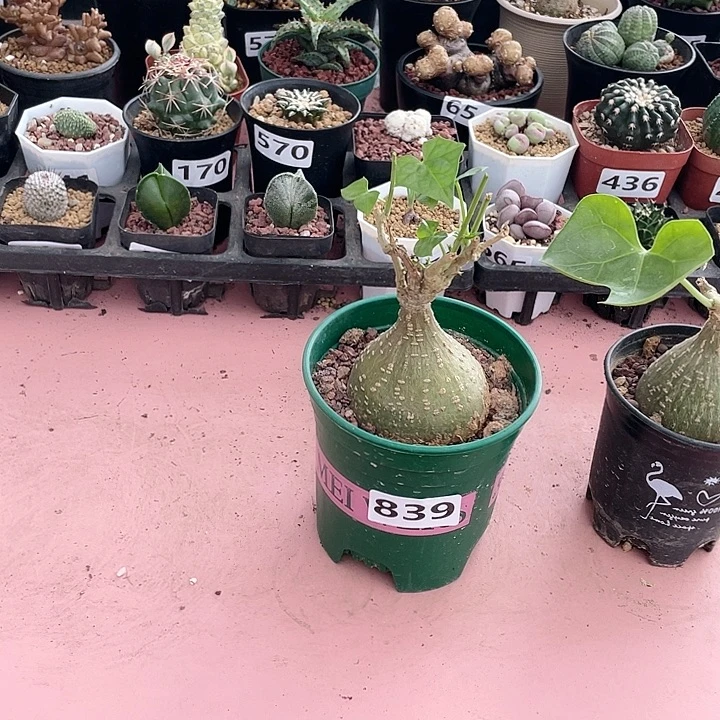 柠***寂839银叶睡布袋块根