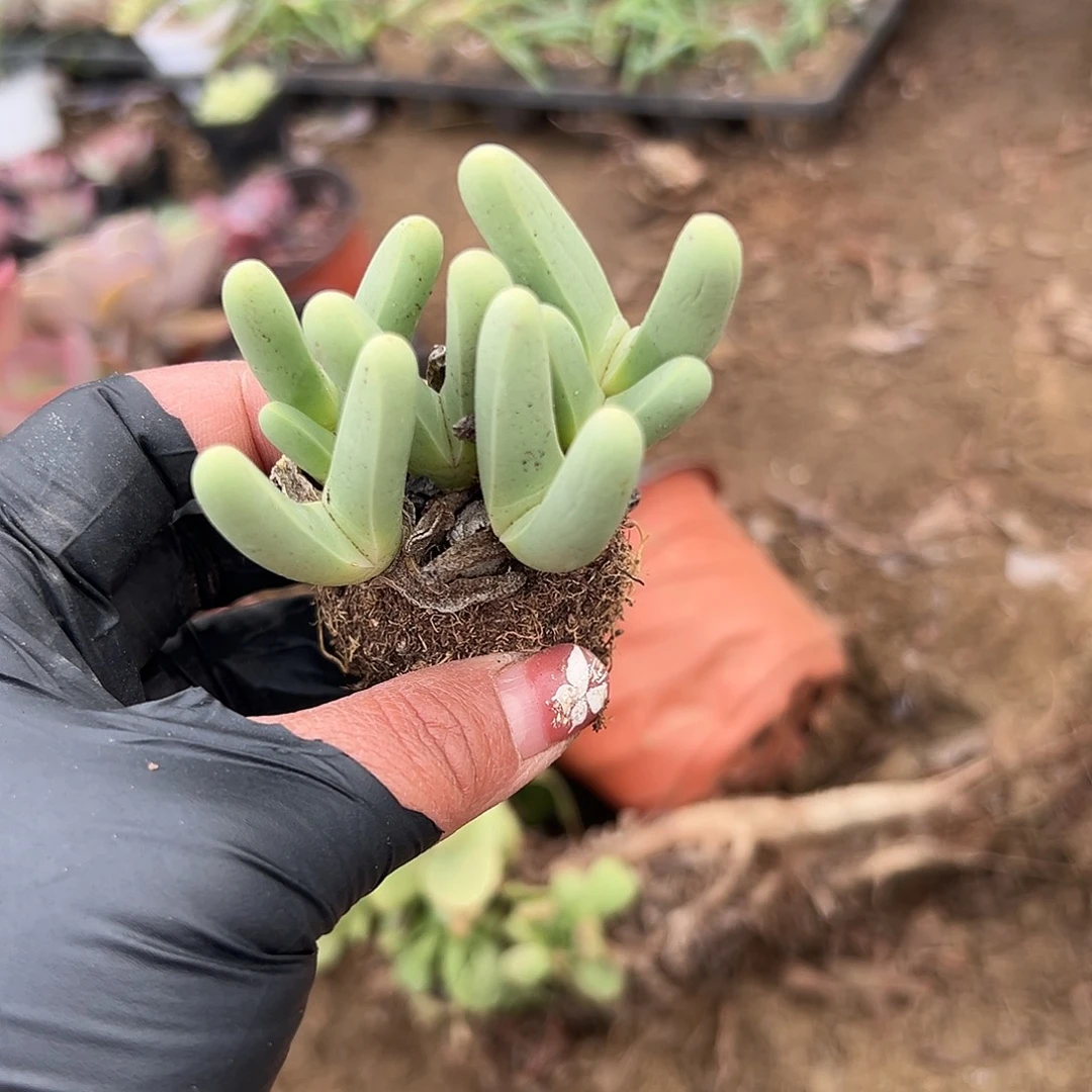 多肉植物宝椎玉群