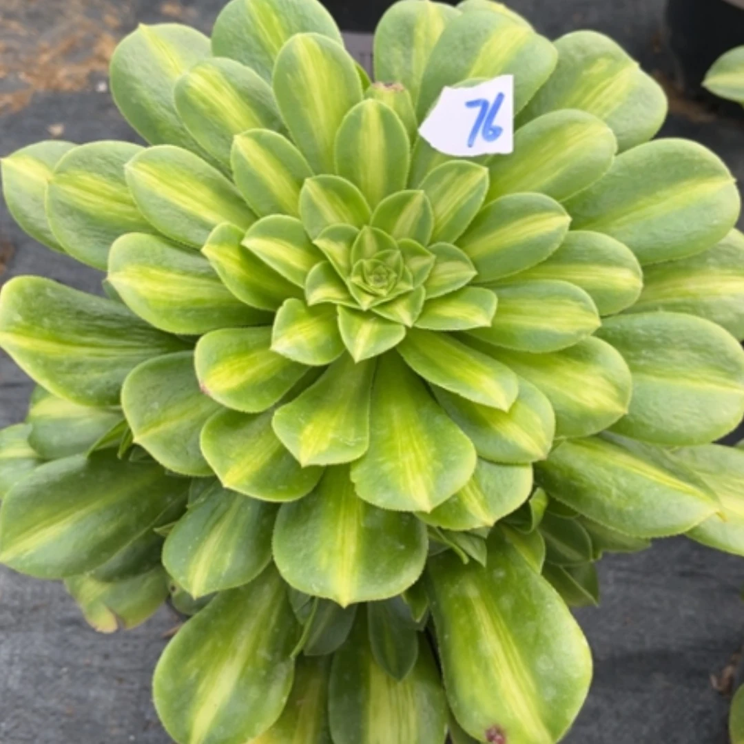 【闪购商品】76翡翠琉璃多肉法师