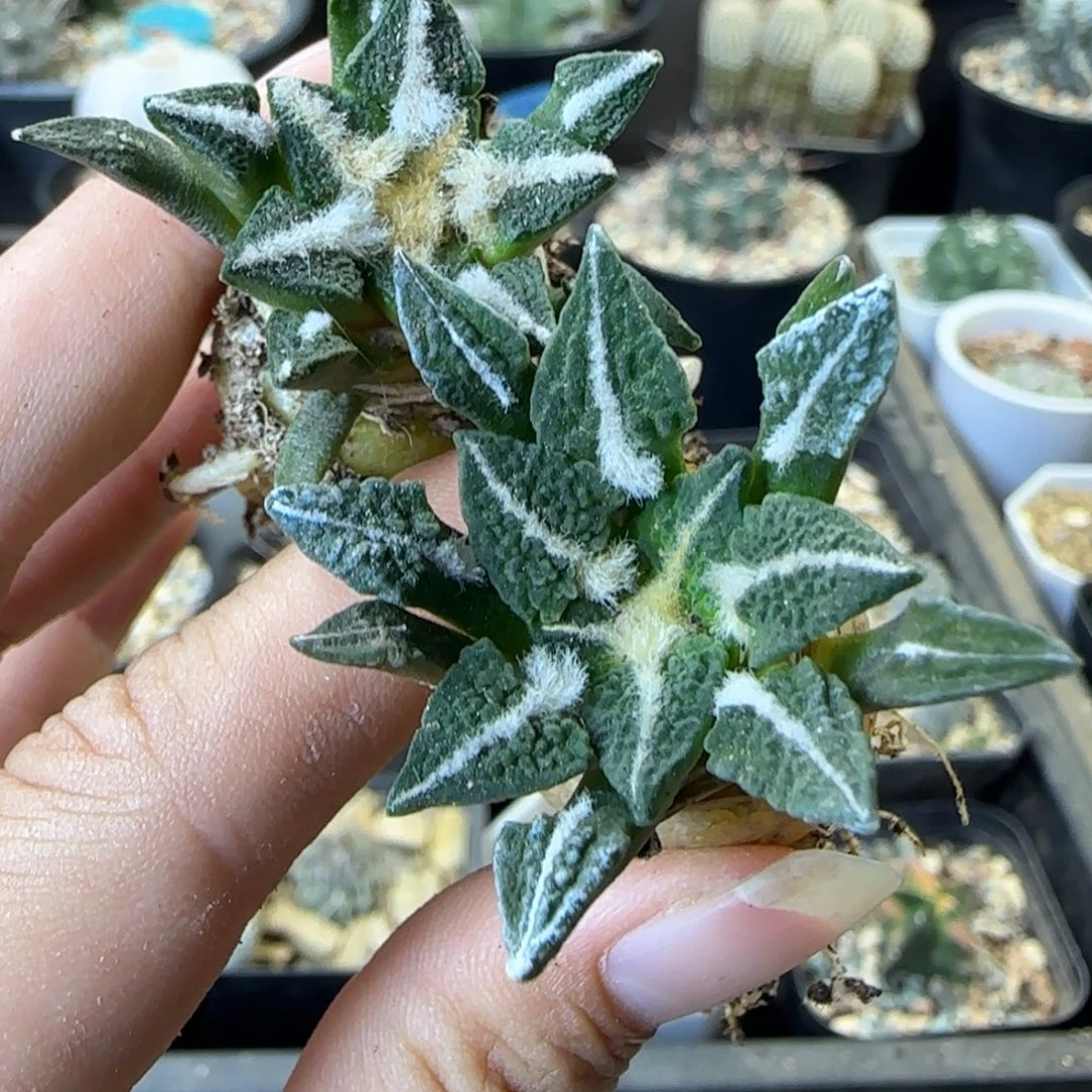 来***茶528实生2颗草球多肉