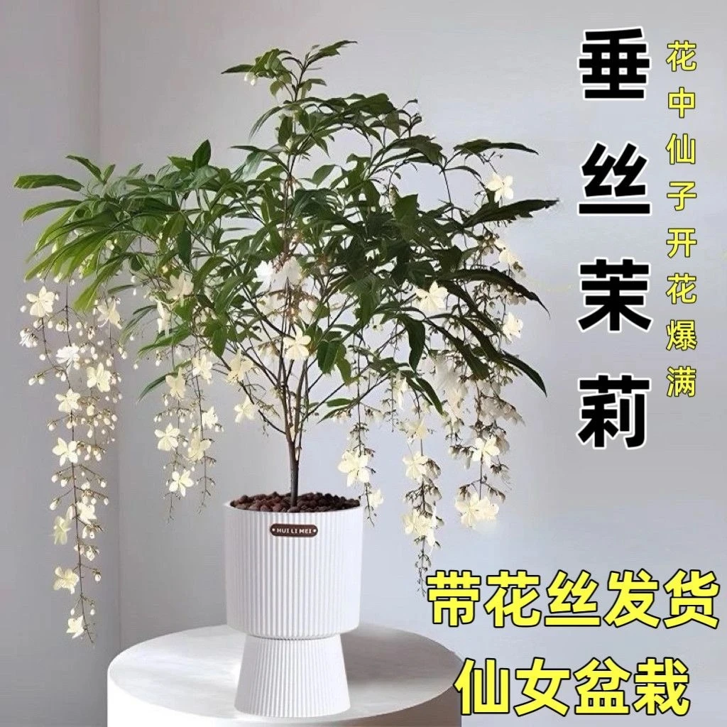 【新人福利】泰国垂丝茉莉白玉蝴蝶室内高档花卉