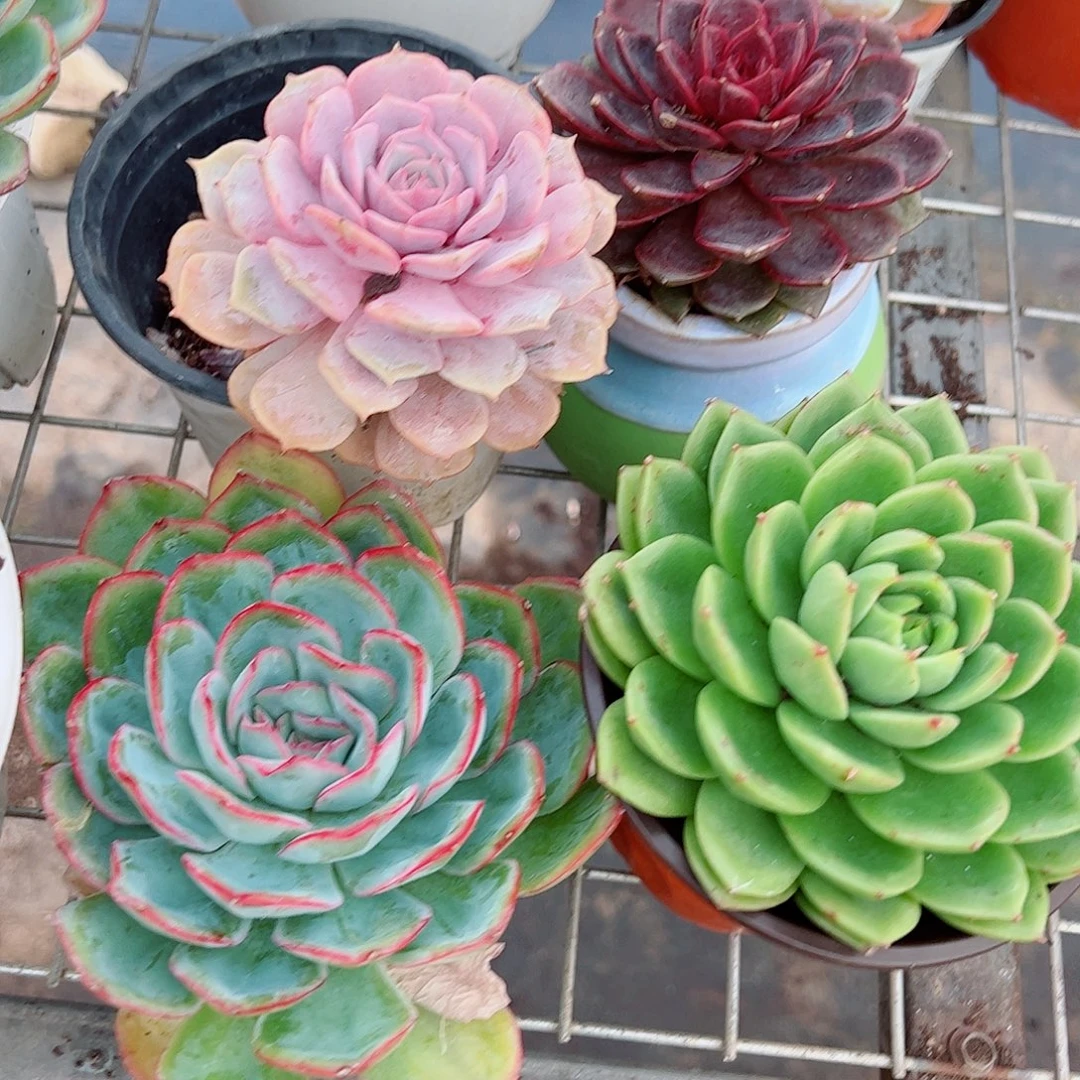 粉蝶，糖心玫瑰，绿水鬼，晨露各一盆