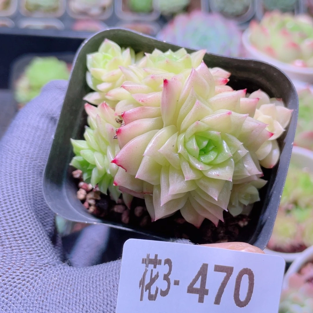 花利美 3-470幻影群