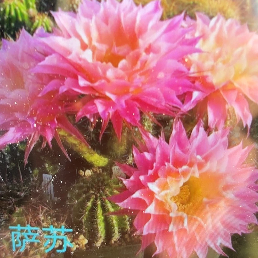 萨淑彩带根仙人球20包邮小