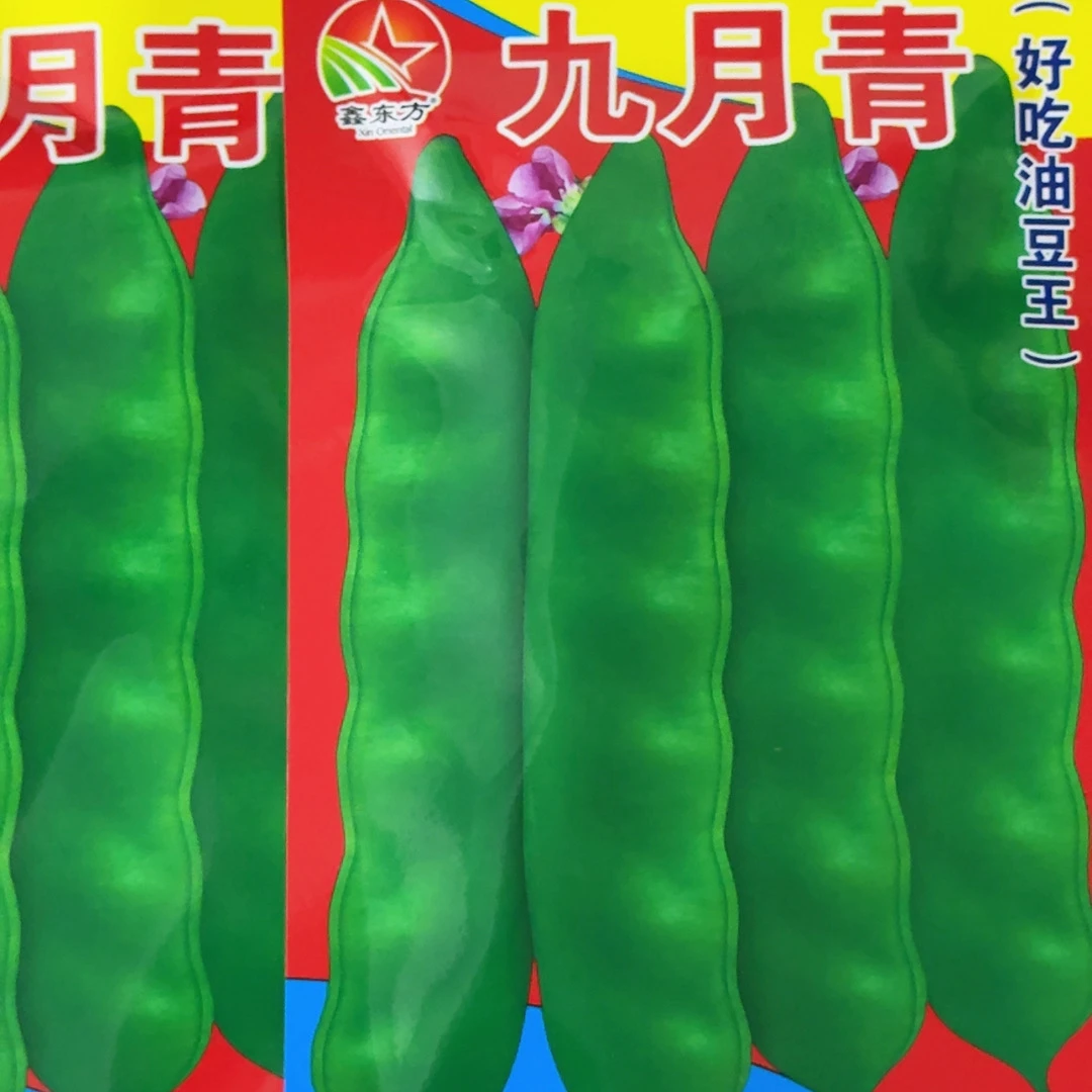 九月青油豆种子豆角适合黄金育苗北方种油豆角