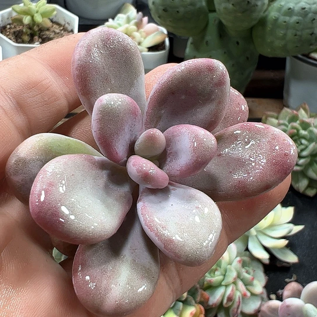 桃蛋锦  小方花圃一物一拍