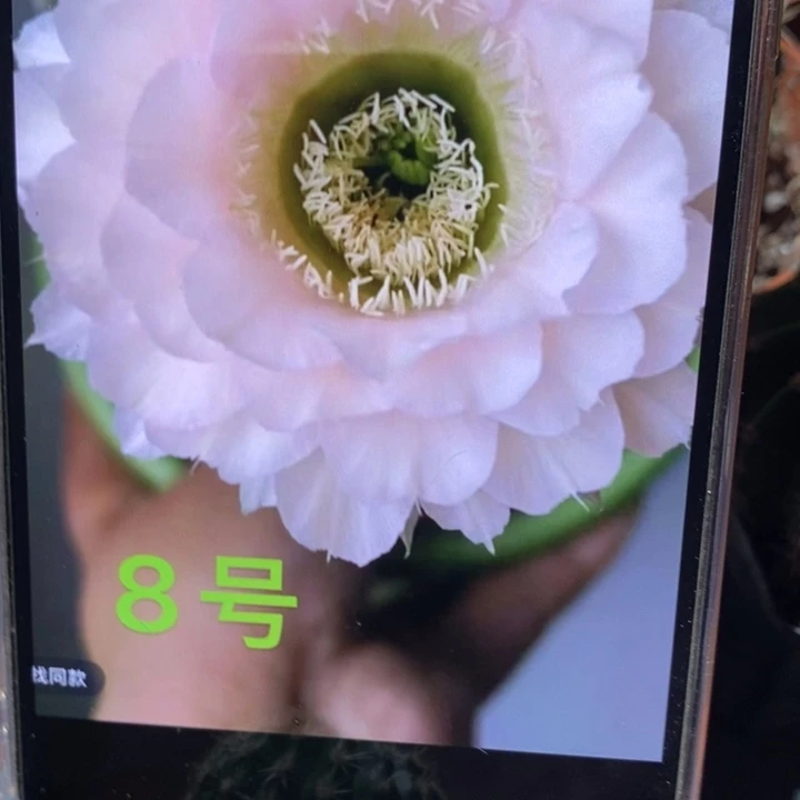 香香新8号侧芽3公分左右