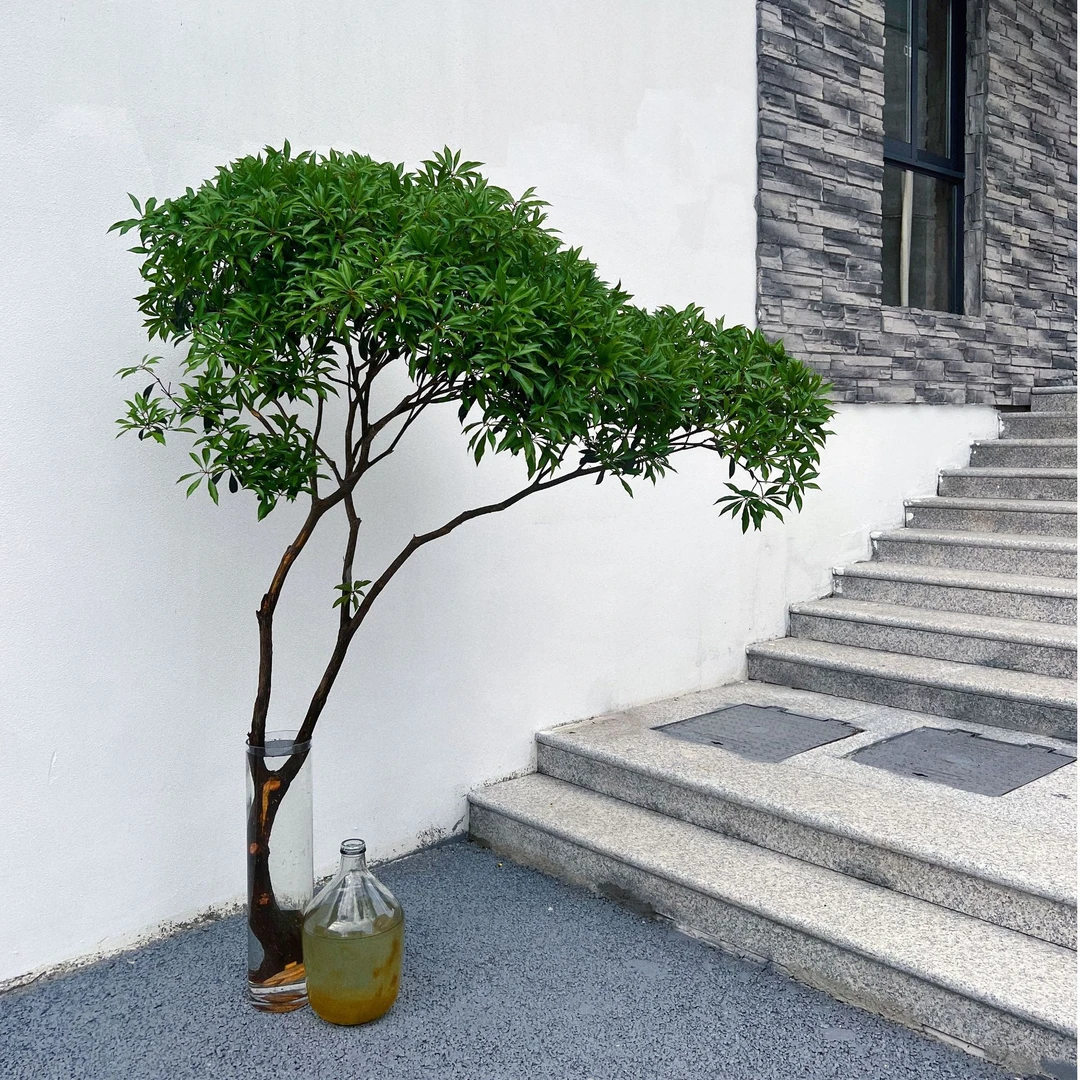 国产马醉木绿植物水培鲜切吊钟修剪窗台光照办公室精致养护高端