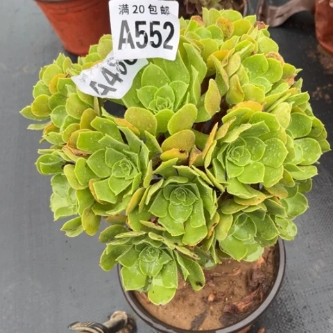 552柠檬玫瑰不包断枝