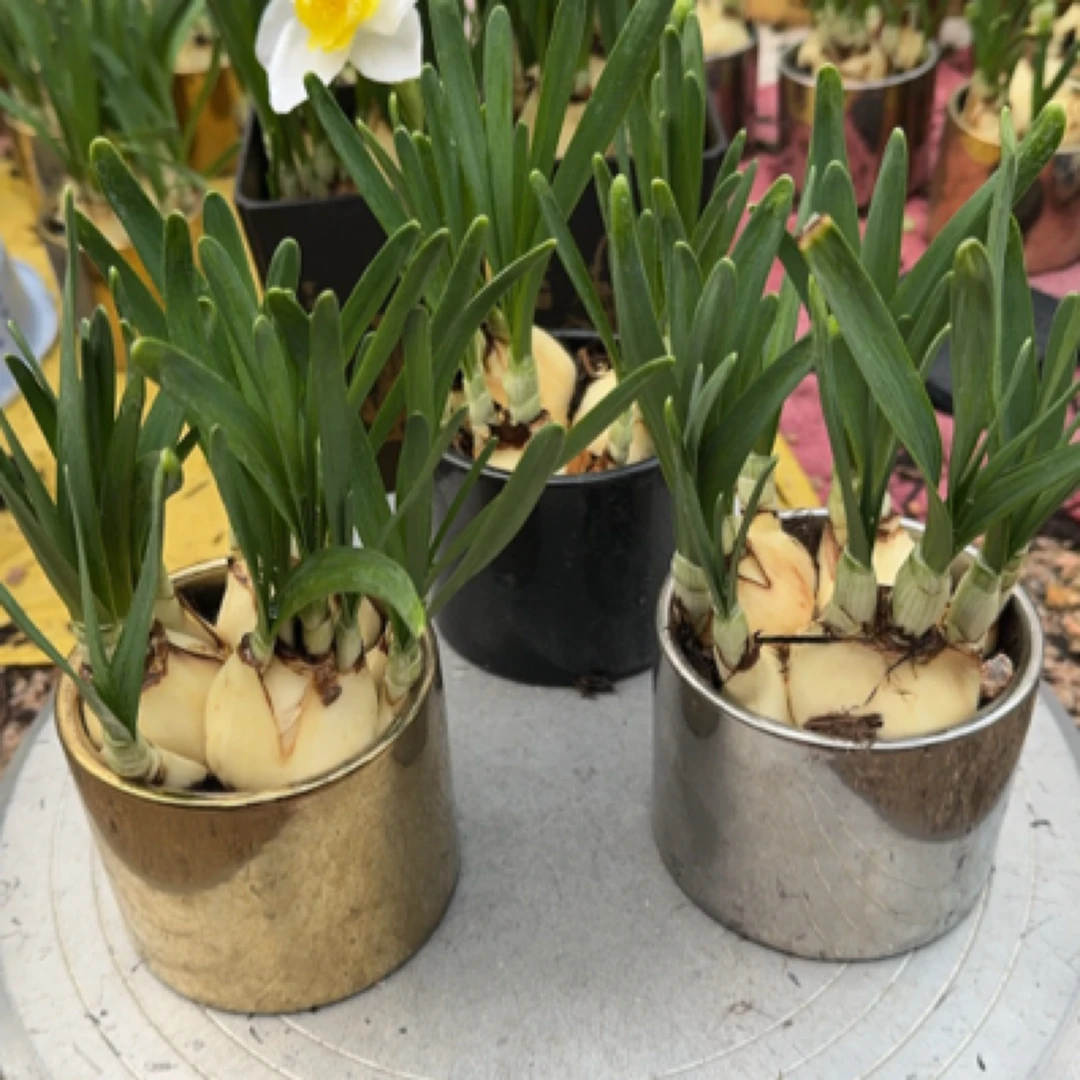 水仙花盆栽室内外好养耐寒植物浓香型可水培（土培）春节年宵必花