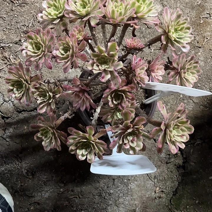 王***多多肉植物寄养发货