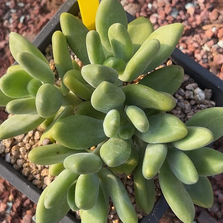 芒果美人多肉植物182