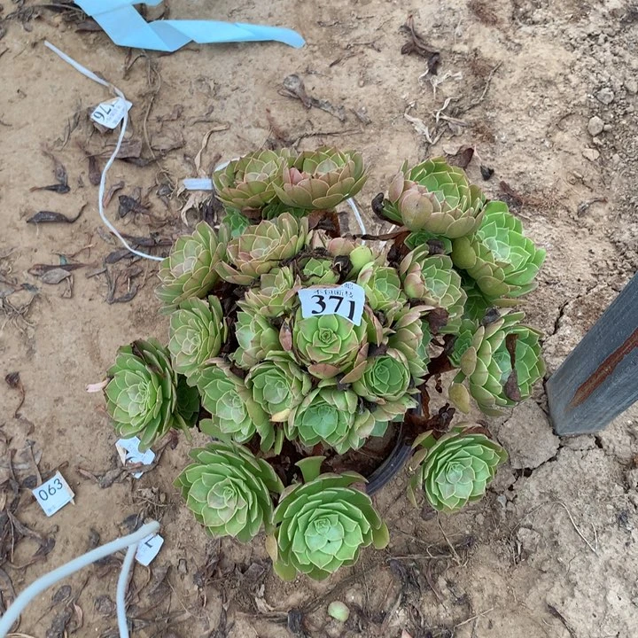 371沙拉碗大手捧3号