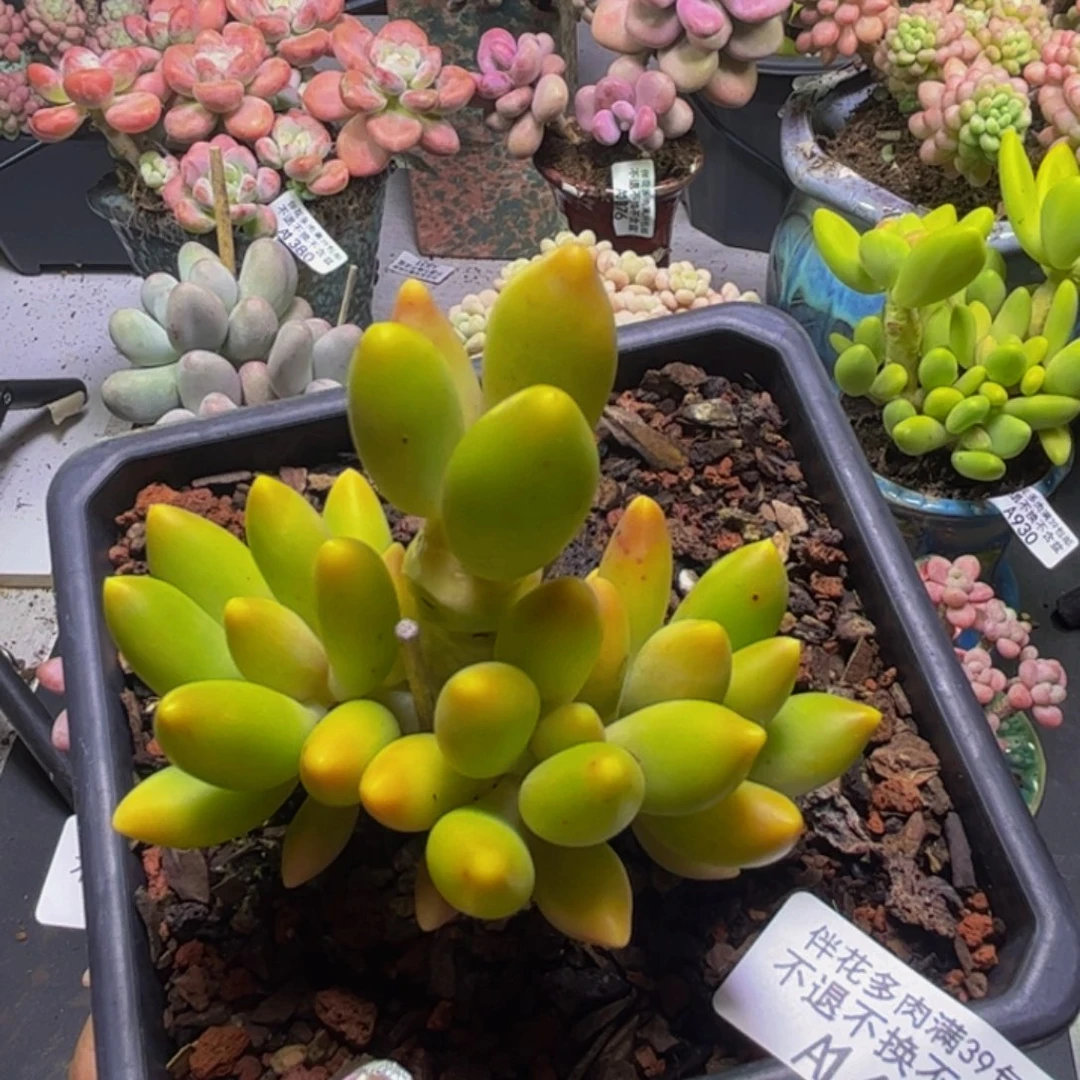 芒果奶酪409/8cm多肉