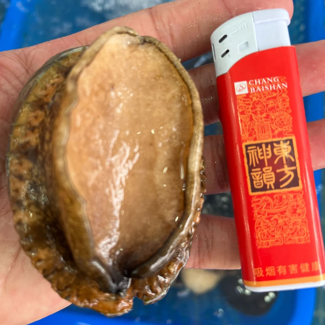 高盐鲍鱼纯8个头【保鲜不保活】
