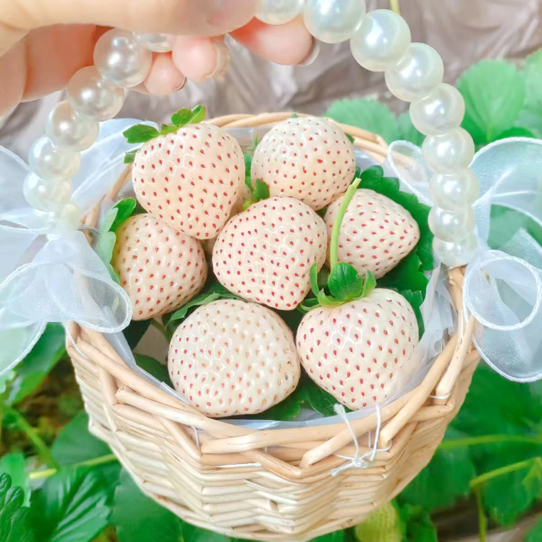 【清唯专属】白草莓 现摘现发 越雪妃 淡雪 白草莓香甜可口水果顺丰