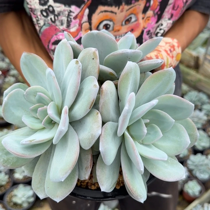 离***城粗腿奶茶多肉植物