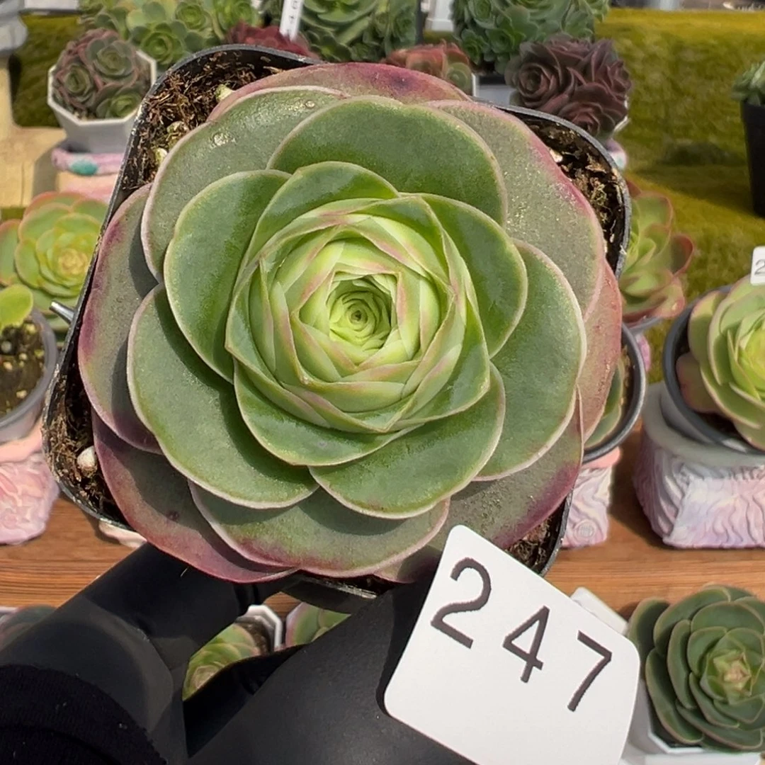 247蕾心花蕊优选5.8厘米