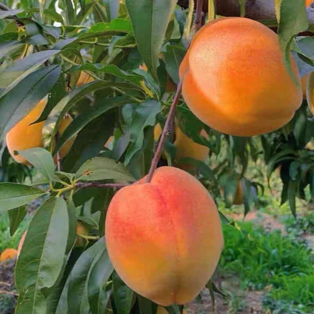 【头茬现发】高山锦绣黄桃湘西桃子香脆可口汁水多