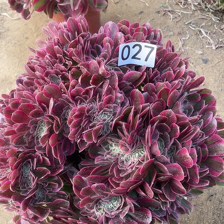 多肉植物法师27女巫缀