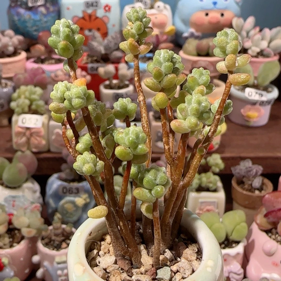 幸运树 盆口3.5cm
