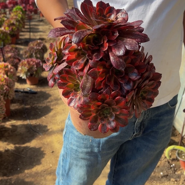 9.9水果糖一棵包邮