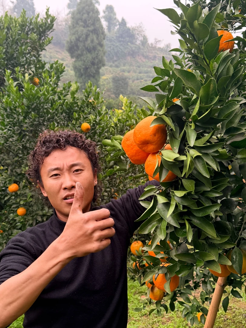 四川椪柑脆甜新鲜采摘应季水果（李二娃自家种植采摘）