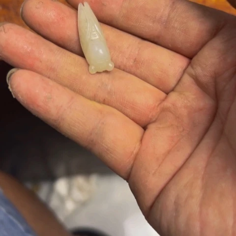 杂色豆（科檀/科特迪瓦檀木）