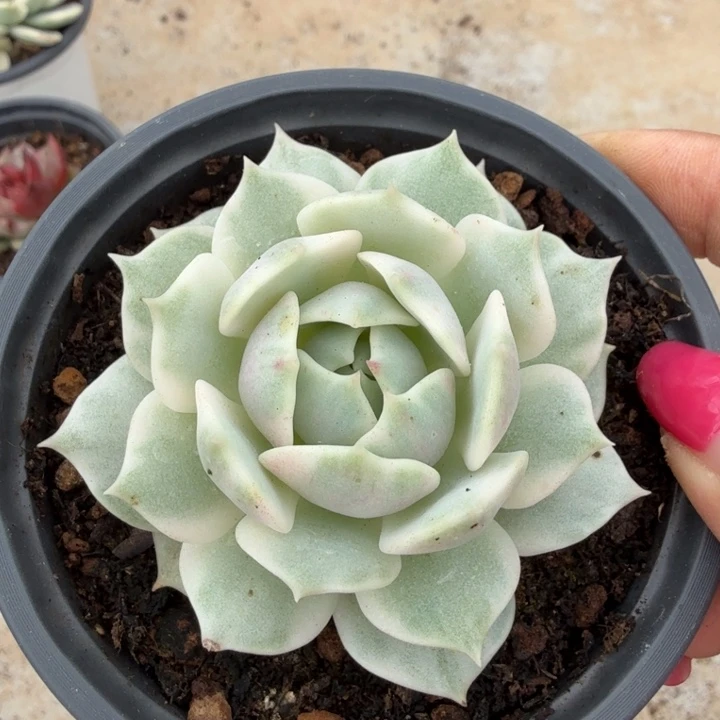 露娜莲锦腹欧你锦一刻