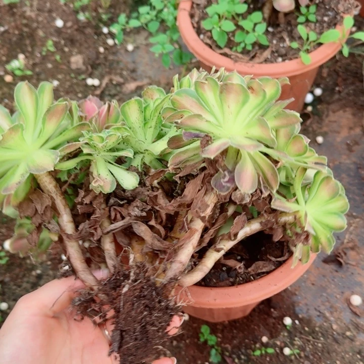 175韶华缀化多肉植物