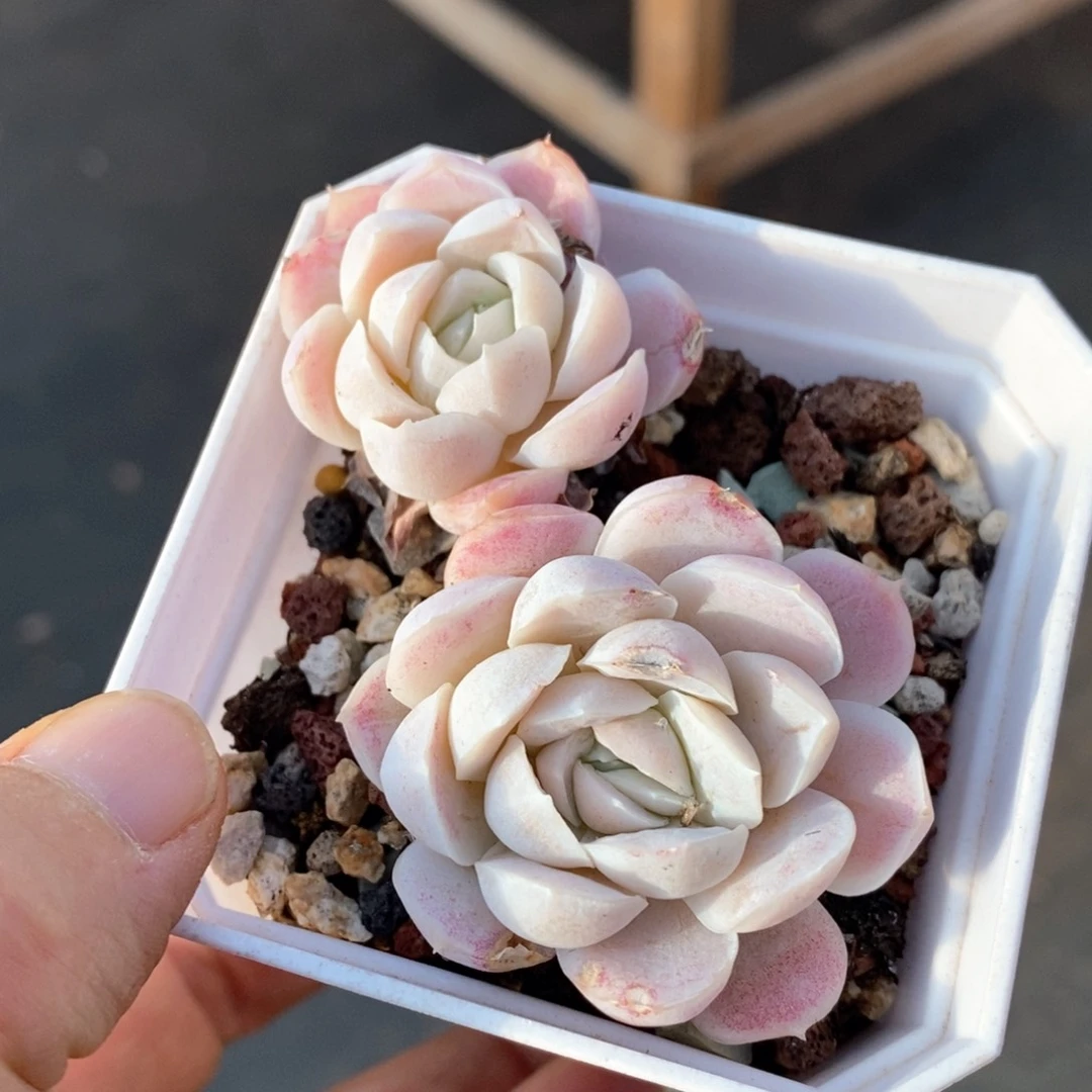 精品多肉一物一拍178