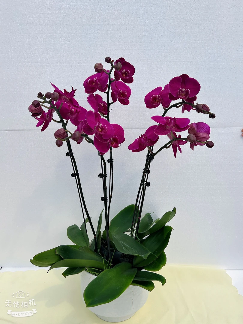 蝴蝶兰【大辣椒】鲜花盆栽室内观赏花花佛山基地直发好养易活