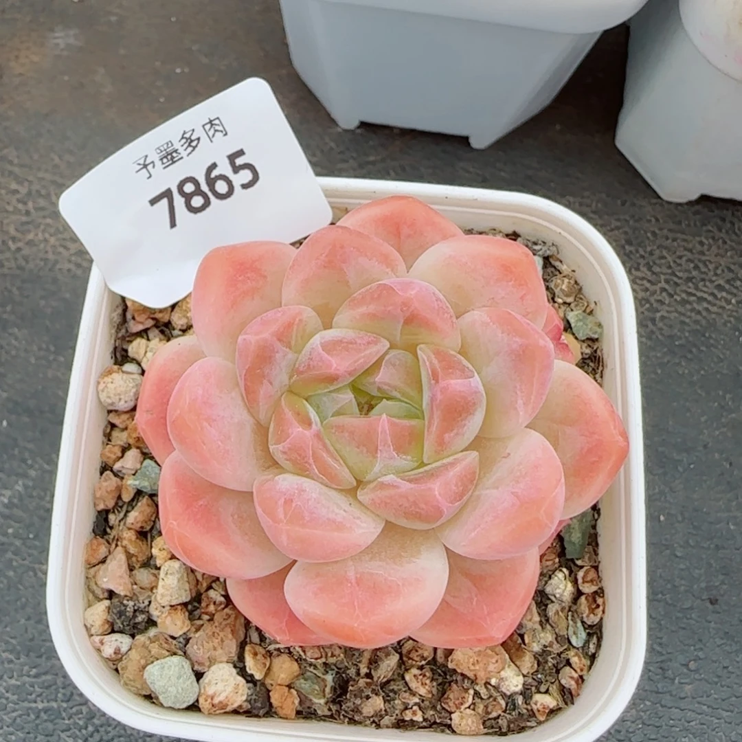 冰魄，7865多肉植物