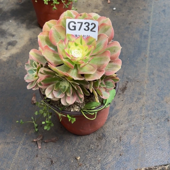 瑞妈多肉植物732绿体