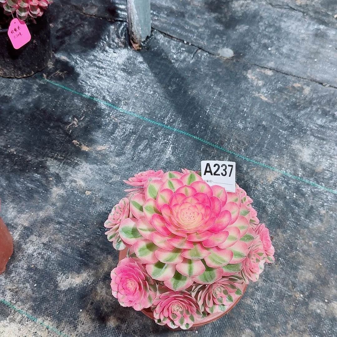 荔枝多肉法师237