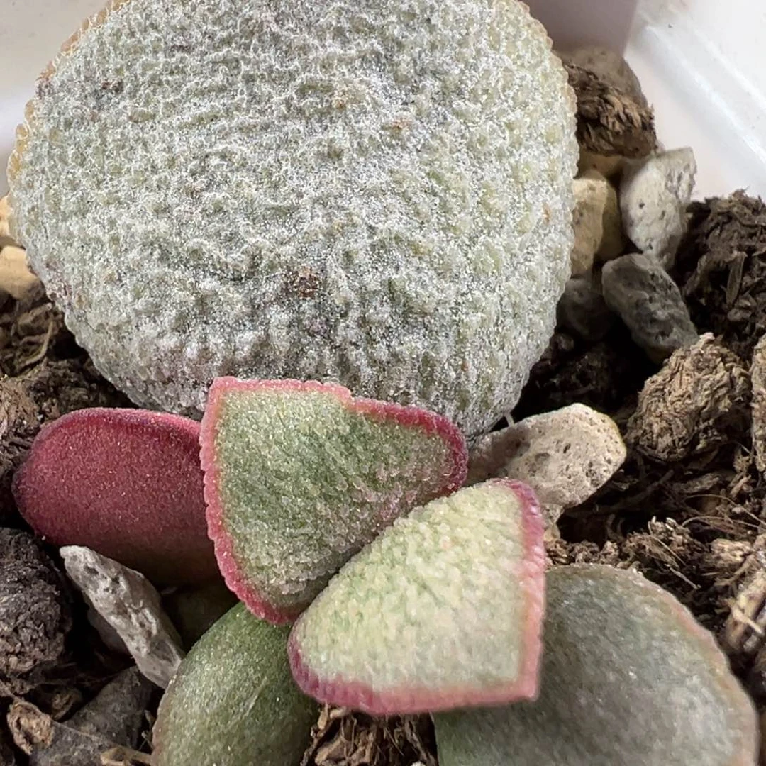w900号磨砂蛋多肉植物水泡