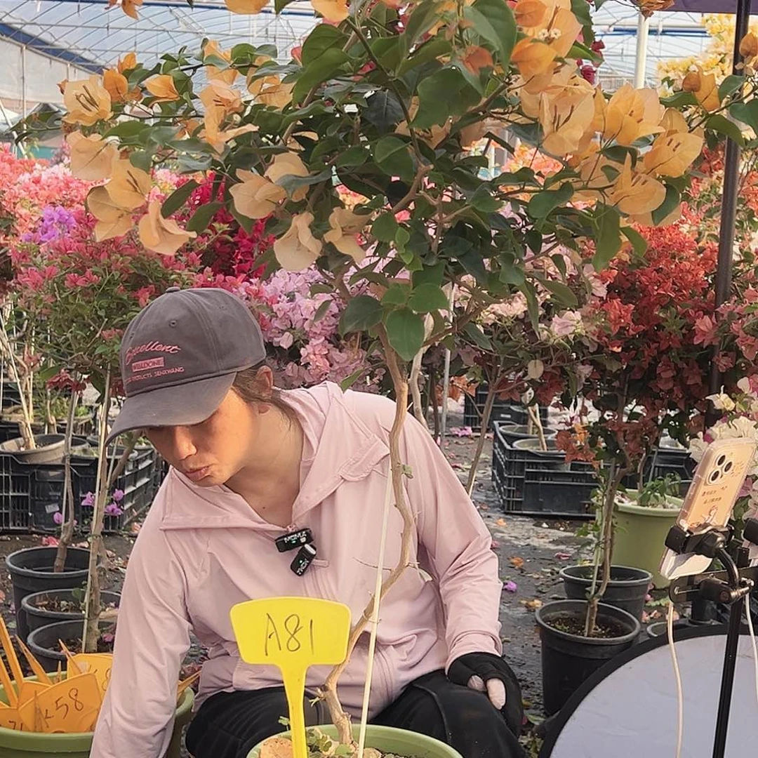 木***木大部分花苞少量开放A81金色光辉