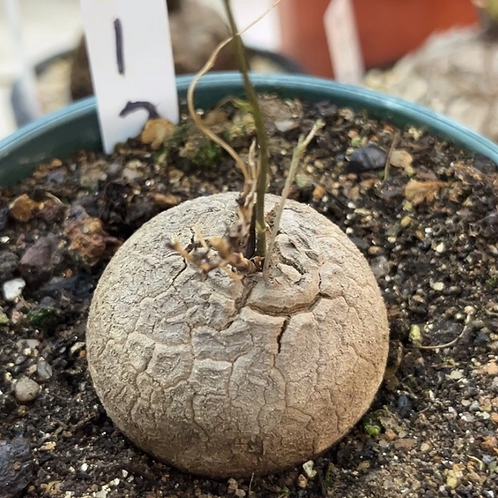 汤圆植物龟甲龙112