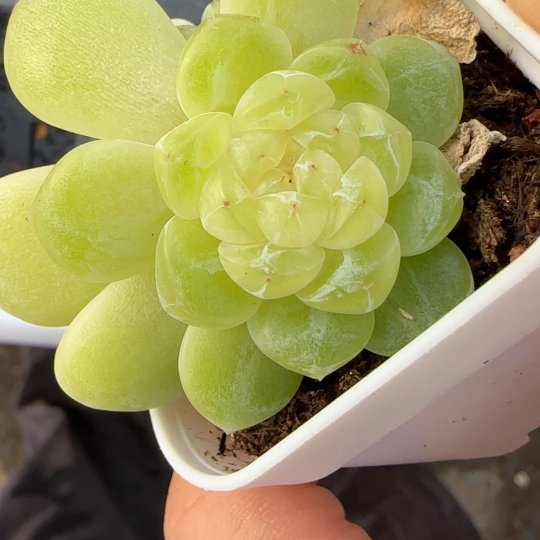 茶***蛋财富9 盆1 个3床满25包邮