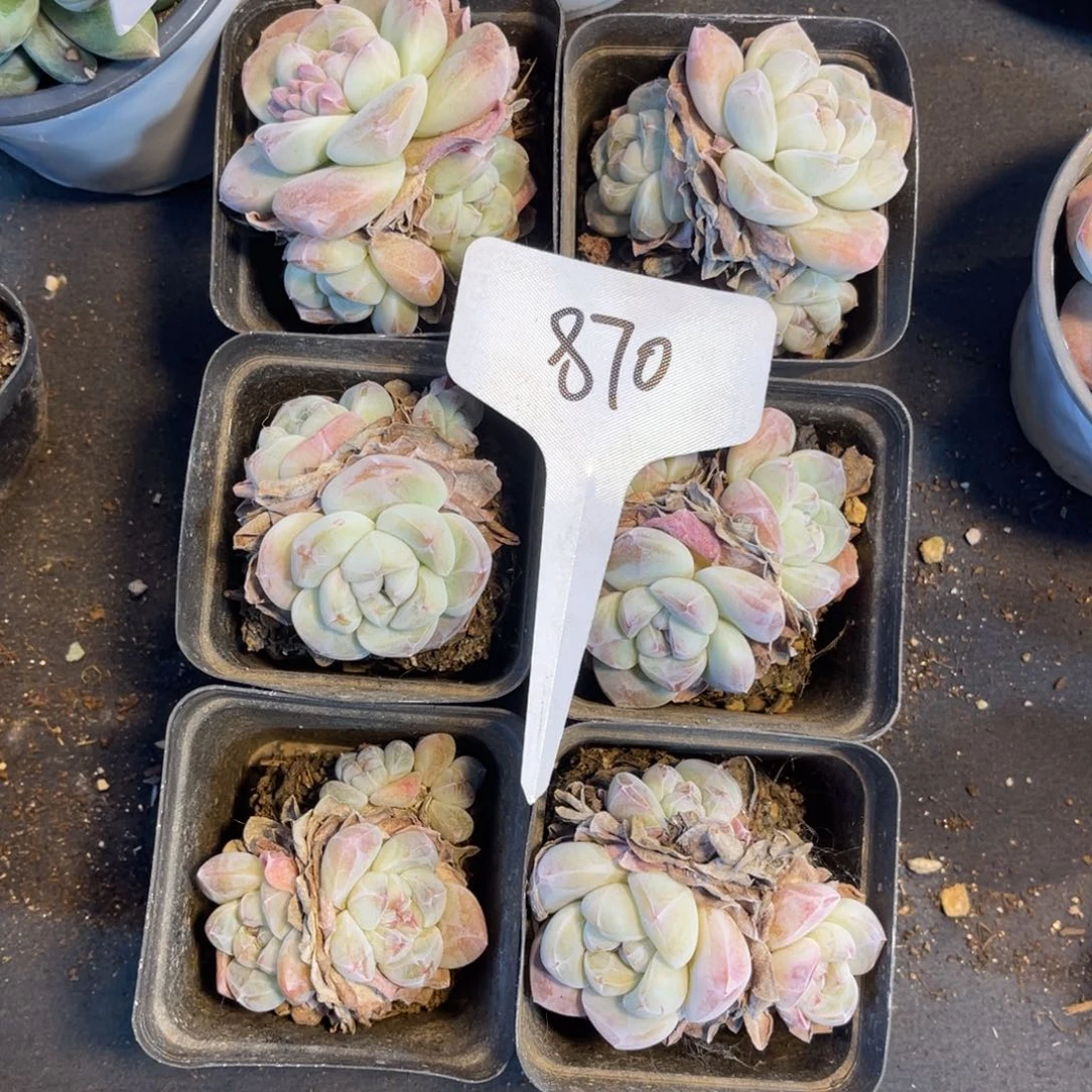 老阿姨花卉一物一拍870