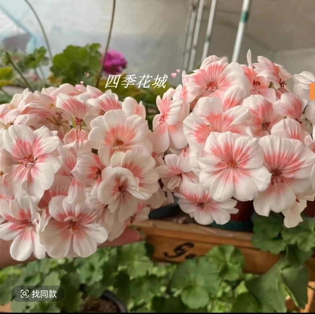 【可爱的维拉（花球巨大）-半兽系】新品天竺葵，不带花苞花球巨大