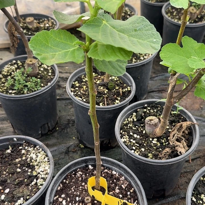 当前无花栽培后可以开花渴望无花果扦插苗