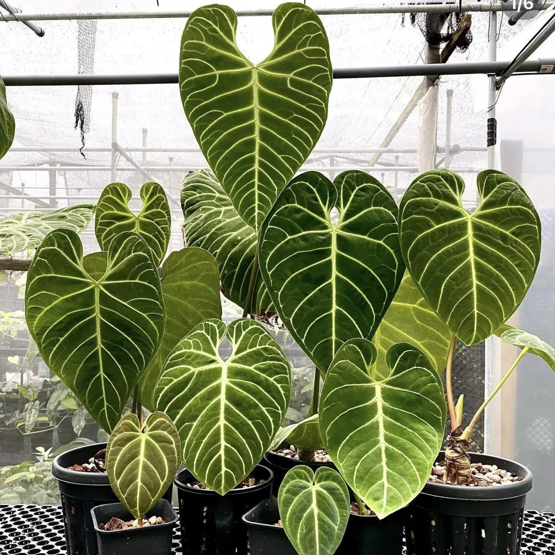 【帝王花烛】原种籽播！好看好养超大气雨林感室内绿植