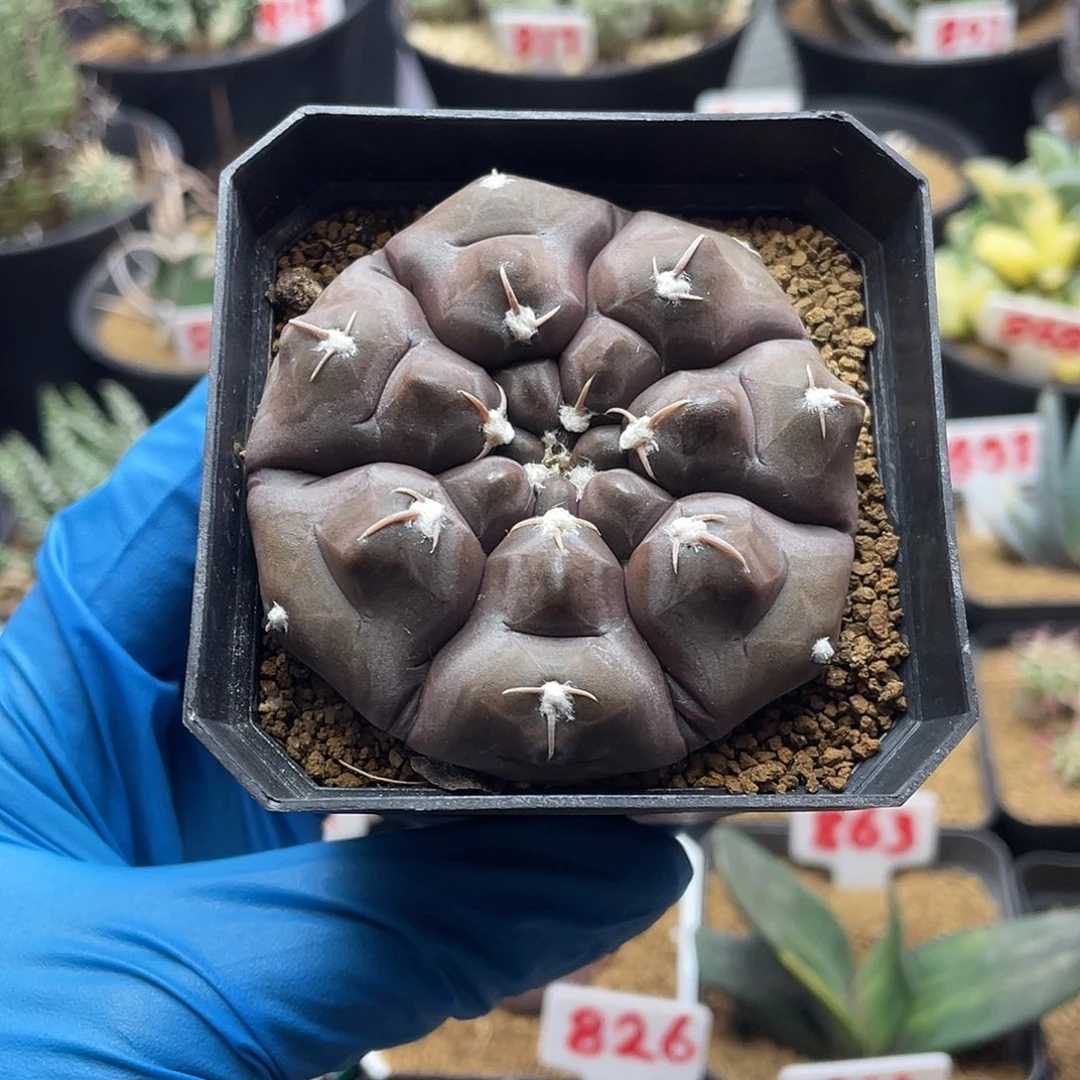 实生紫皮龟甲铅皮仙人球多肉