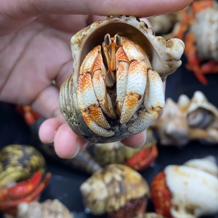 2.5口毛里求斯草莓