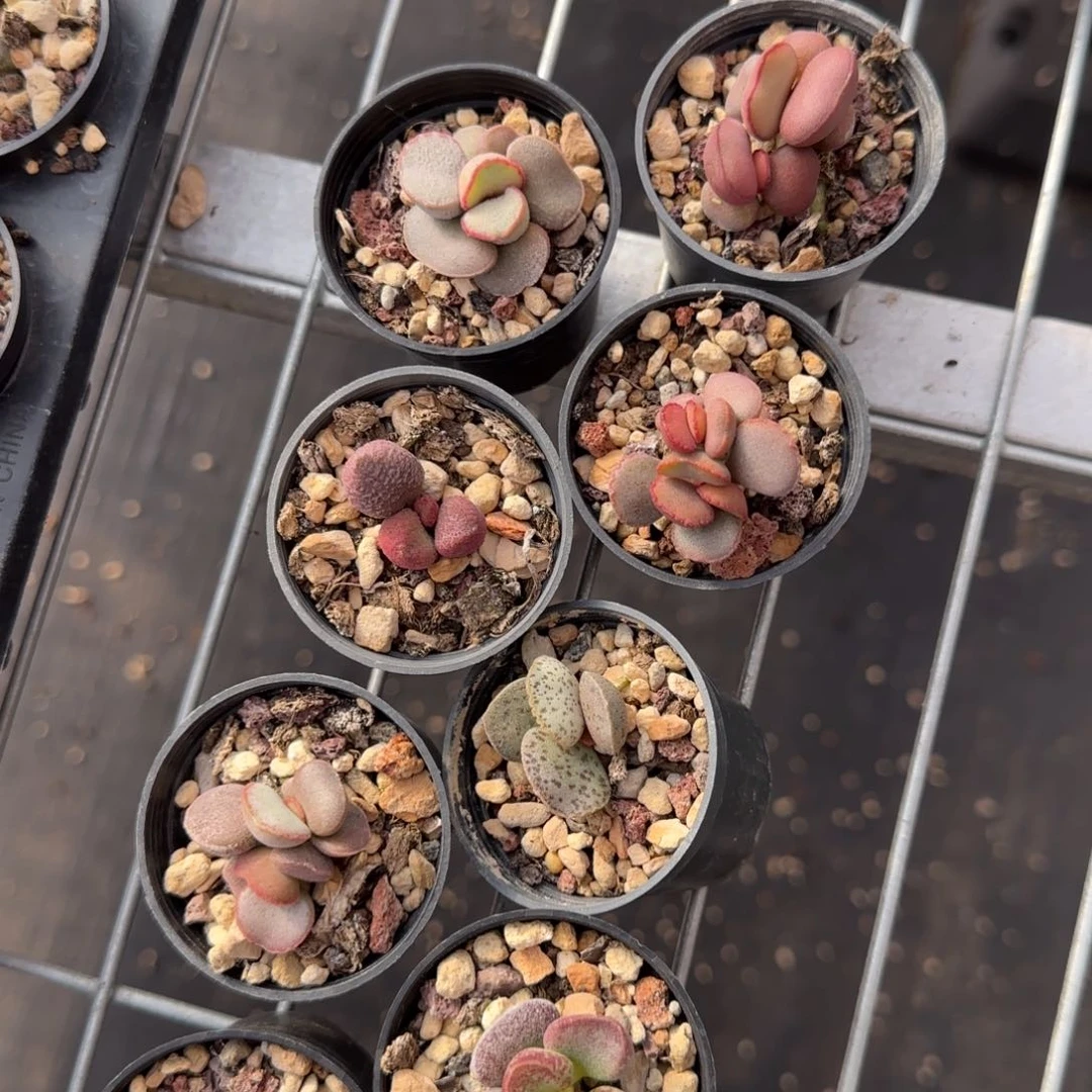 ?****?福利拍水泡组合套餐多肉