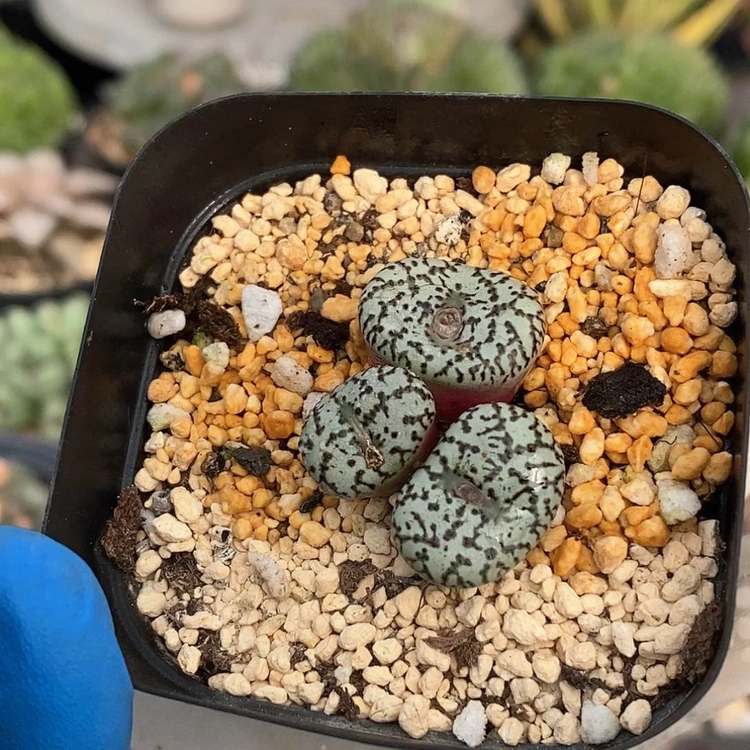 612 泡点安贞 带盆土 有疤特