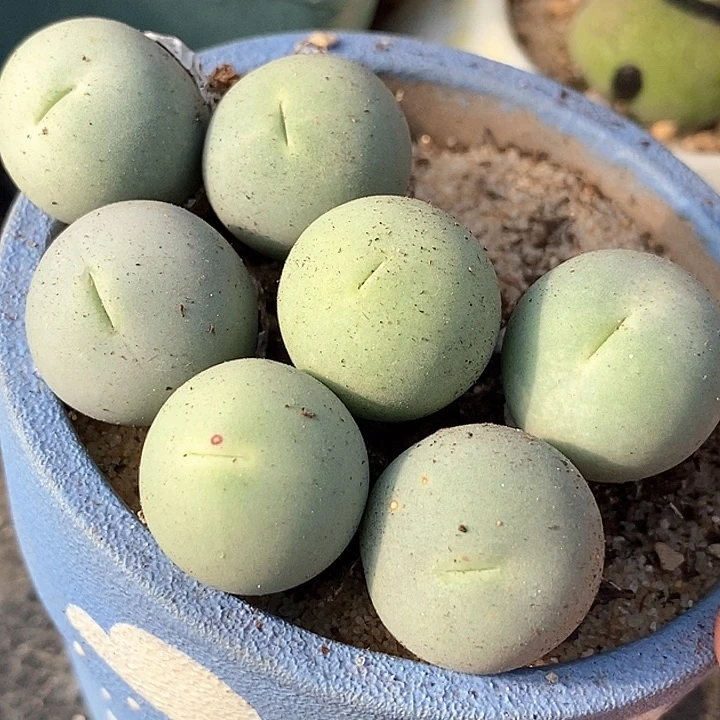 18619大鸽子蛋母本一颗   1.8-2厘米